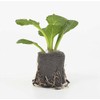 Viridis Hortus - Jiffy-7 25 x 24mm Propagation Plug Pellets