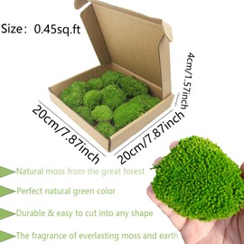 FAICOIA Preserved Pillow Moss Bulk Green Moss Balls for Bowls Natural Green Decorative 0.45 sq.ft Preserved Pole Moss Pillow for Wall Art Terrariums Crafts Fairy Gardens Pot Plants Easter Table Decor