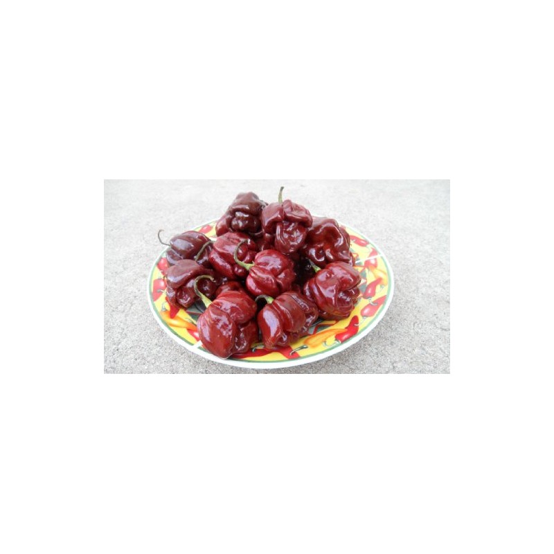 Chocolate Scotch Bonnet 10+ Seeds