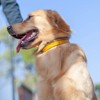 Hyhug Pets Reflective Dog Martingale Collar with Nice Jacquard Weave