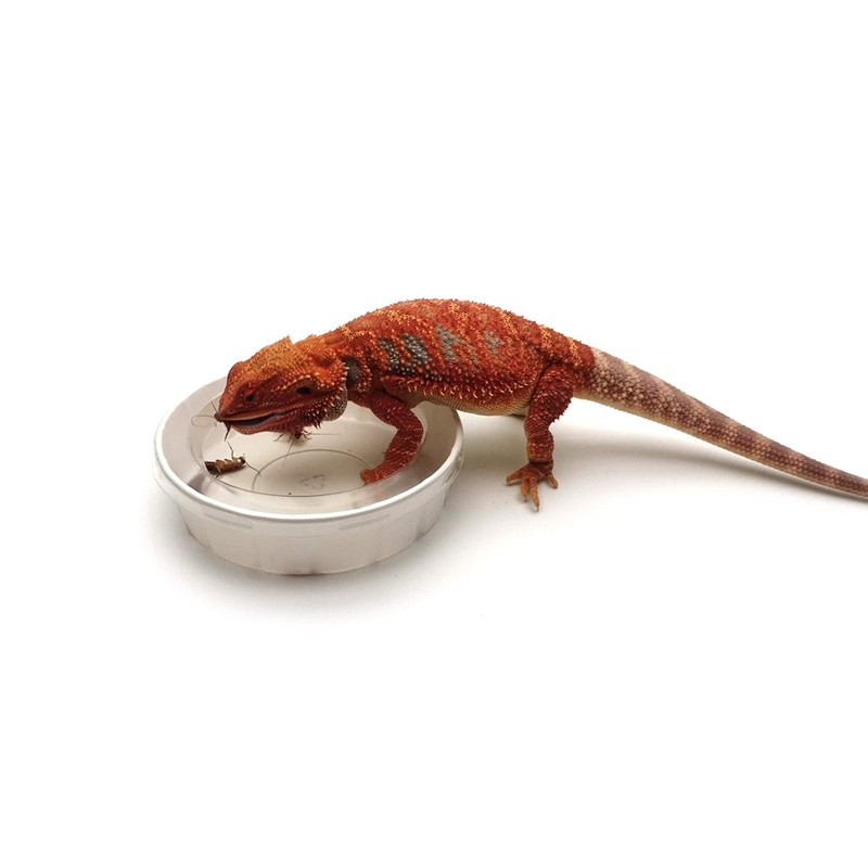 Feeder Cups, Large 5" x 1-1/4", 3 Each