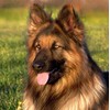 German Shepherd Dog Greeting Card - Square