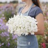 Sweet Pea Seeds - Royal White - Packet - White