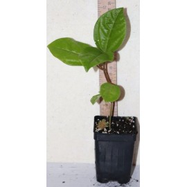 Manasota Permaculture 9" Tall Panama Red Passion Fruit (Passiflora Edulis F. Flavicarpa) Organic Rare