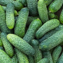 Boston Pickling Cucumber 125 Seeds, American Heirloom Cucumis sativus, Non-GMO