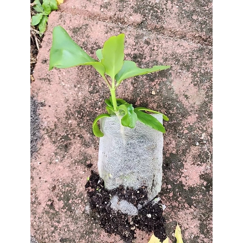 hoja de bruja para te o extracto bruja Mala Madre