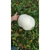 Unbranded GIANT PUFFBALL MUSHROOM GROWING KIT. OVER 1 BILLION SPORES
