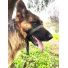 Collar Perro Halter, Gentle Leader, Halti, Uso Profesional Color Verde