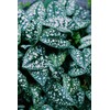 Lungwort Herb - Cut, Dried & Natural Lungwort (Pulmonaria Officinalis)