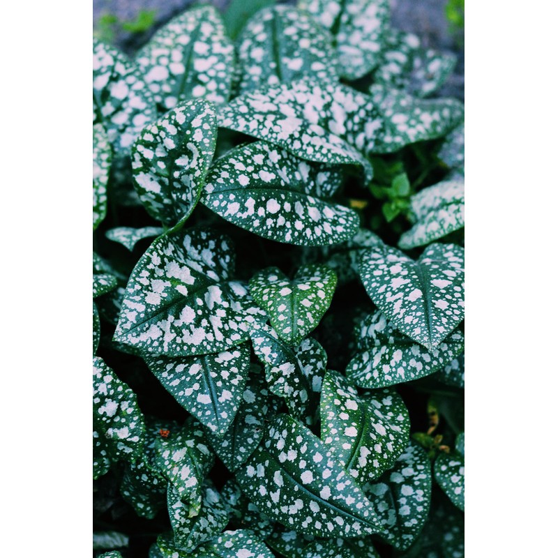 Lungwort Herb - Cut, Dried & Natural Lungwort (Pulmonaria Officinalis)