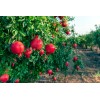 Dragon Garden's (Saipan) Pomegranate Tree Seeds (Punica granatum) "Apple of