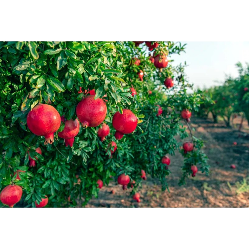 Dragon Garden's (Saipan) Pomegranate Tree Seeds (Punica granatum) "Apple of