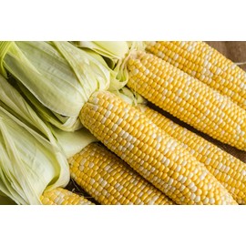 Nirvana Super Sweet Bi-Color Corn Seeds for Planting, 25+ Heirloom Seeds Per Packet, (Isla's Garden Seeds), Non GMO Seeds, Botanical/Scientific Name: Zea mays, Great Home Garden Gift
