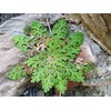 Rose of Jericho Resurrection Fern - Selaginella lepidophylla