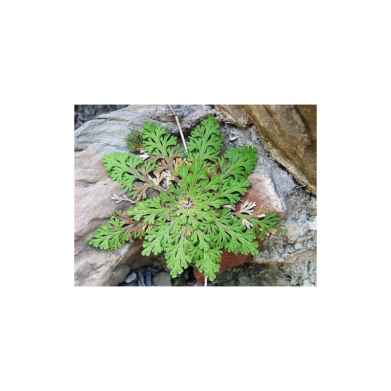 Rose of Jericho Resurrection Fern - Selaginella lepidophylla