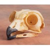 Great Horned Owl Skull Replica