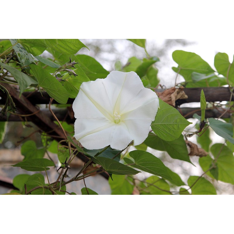 Night Flowering Moon Flower