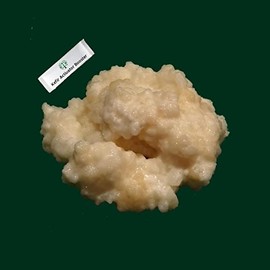 Milk Kefir Grains Turkish tradition- Fresh Live Active Probiotic Starter Cultures