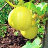 TomorrowSeeds Lemon Cucumber Seeds | Golden Yellow Crystal Apple Cucumbers