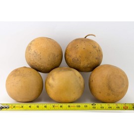 Cannon Ball Gourds, Box of 20, washed and ready to craft!
