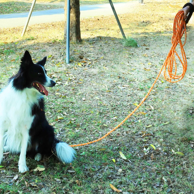 100FT Extra Long Dog Leash for Dog Training, Reflective Dogs