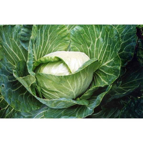 Golden Acre Cabbage Seeds, 500 Heirloom Seeds Per Packet, Non