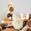 LimCryspp Natural Foraging and Biting Toy Box, an Interactive Biting
