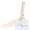 PicoLab Foot Skeleton Model, Foot Bone Model, Foot and Left