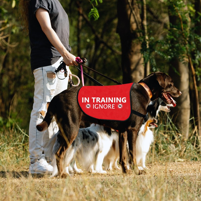 HOLLP Training Dog Jacket Vest In Training Ignore Dog Vest