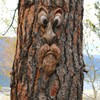 BTMIEY 3D Tree Face Yard Art Decorations Funny Old Man