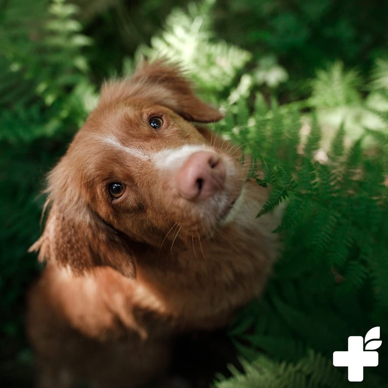 ReaVET Bladder Formula for Dogs 80 g - Supports Bladder