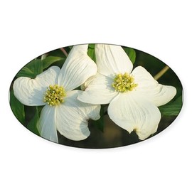 CafePress Dogwood Flowers Oval Sticker Oval Car Bumper Sticker