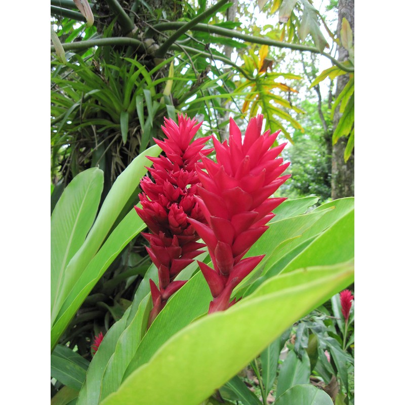 Hawaiian Red Ginger Plant Root ~ Grow Hawaii