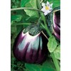 Salerno Seeds Round Sicilian Eggplant Violetta Di Firenze 4 Grams Made in Italy Italian Non-GMO