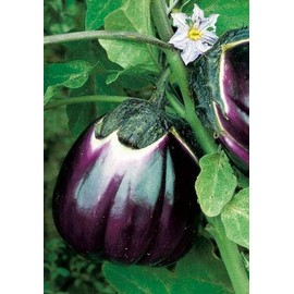 Salerno Seeds Round Sicilian Eggplant Violetta Di Firenze 4 Grams Made in Italy Italian Non-GMO