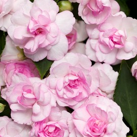 300+ Double Impatiens Seeds Perennial Annual Mixed Camellia Impatiens Balsamina Balsam Seeds Double Flower Borders Containers Outdoor
