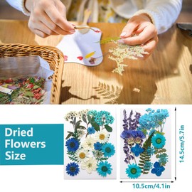 GUTLIVTAG Dried Pressed Flowers, Natural Blue Pressed Flowersfor Craft Bulk, Small Real Flowers Leaves Set for Resin DIY Art Scrapbooking Jewelry Candle Soap Making Supplies (Blue)