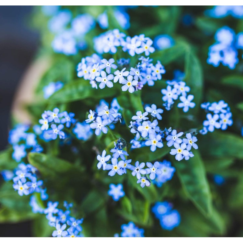 Locket with Real Forget-Me-Not Flowers Including Chain 50 cm 925/18