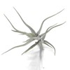 Tillandsia Diaguitensis Live Air Plant, Produces White Flowers in Bloom,