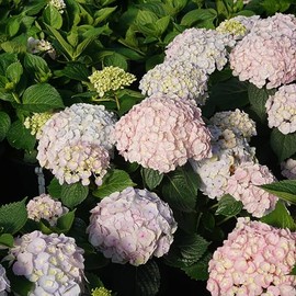 Wee Bit Innocent™ Bigleaf Hydrangea - 4" Pot - Proven Winners