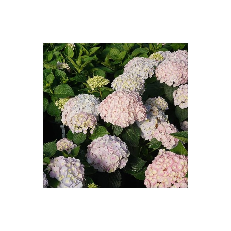 Wee Bit Innocent™ Bigleaf Hydrangea - 4" Pot - Proven