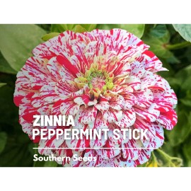 Southern Seeds Zinnia, Peppermint Stick - 50 Seeds -  Candy-Striped (Zinnia Elegans)