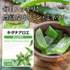Lipsa Kidachi Aloe, Approx. 1 Month Supply x 3 Bags