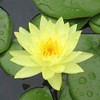 Live Water Lilies Rhizomes (Tubers) | (Top 4 IWGS Award)