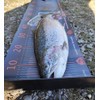 Major Fish Fish Tape Measure Trout Ruler 105 cm x