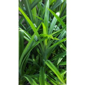 Unbranded 1 Pound  Pandan FRESH cut  FRAGRANT LEAVES, lá Dứa Organic, no chemical