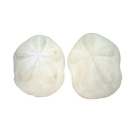 US Shell, 2 Piece, Seabiscuit Sea Shells