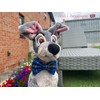 New Dogs Bow Tie Tartan woven Elastic Band attach COLLAR