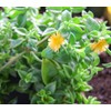 Sun Jewel Yellow Sun Flower Rose Succulent - Aptenia Cordifolia