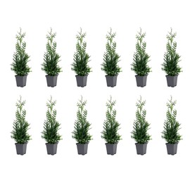 Thuja Plicata 'Green Giant' Arborvitae - 12 Live Quart Size Plants - Live Evergreen Privacy Tree